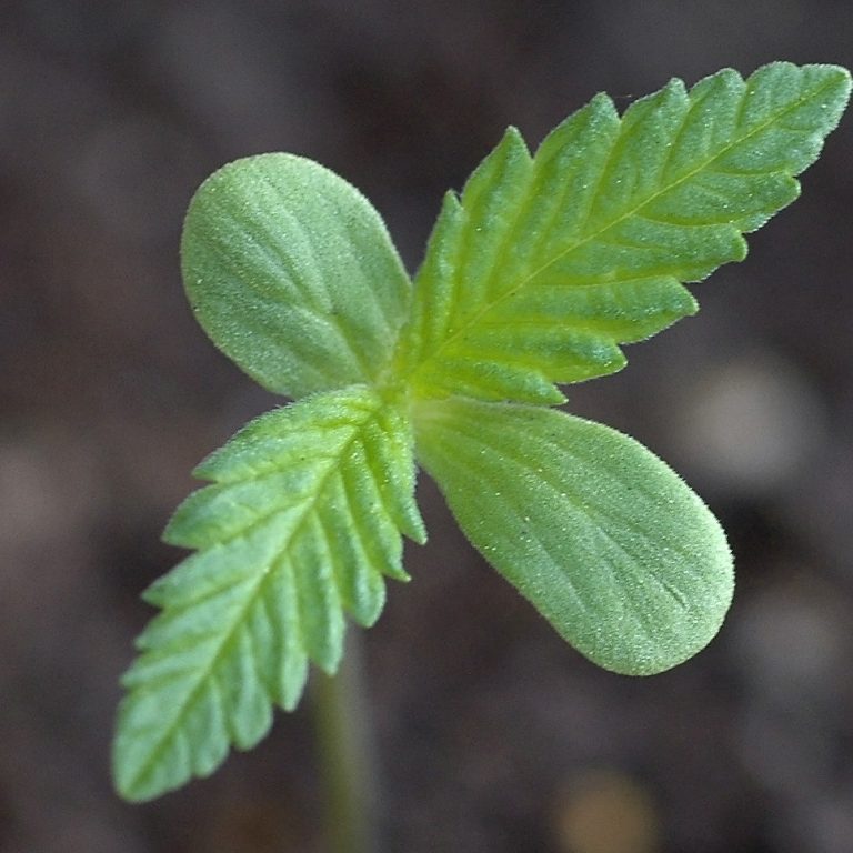 Medicinal Cannabis May Reduce Behavioral Problems in Kids with Intellectual Disabilities
