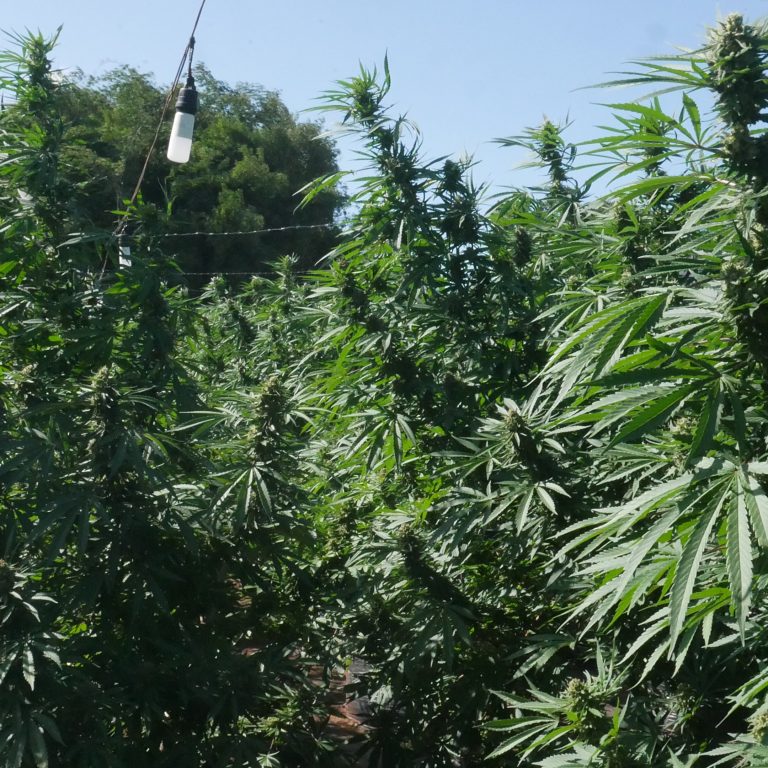 CBD Craze Sparks ‘Weed Washing’ Trend