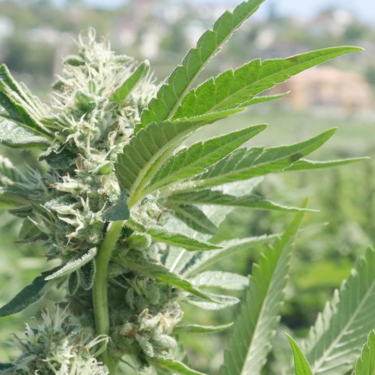 Bermuda’s consultations on adult-use cannabis bill are generally supportive