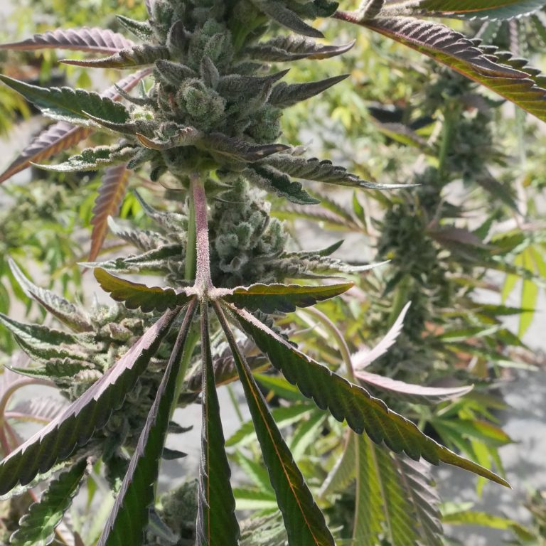 7 Surprising Things About Marijuana You Must Know