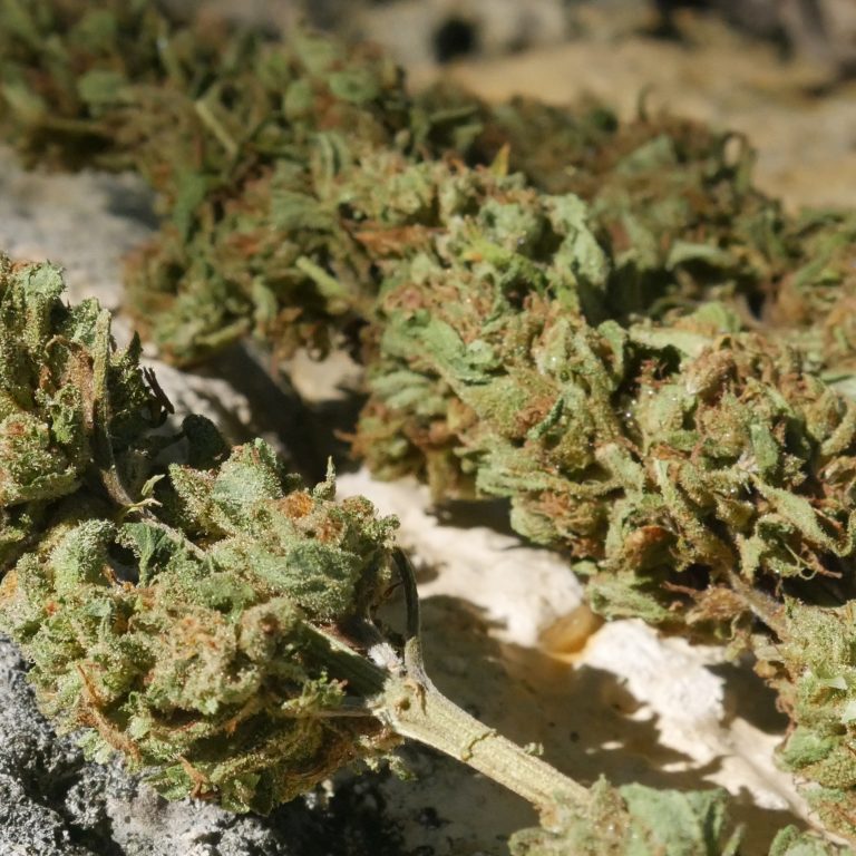 Jamaica’s Ganja Shortage: ‘Cultural Embarrassment’ or Clickbait?