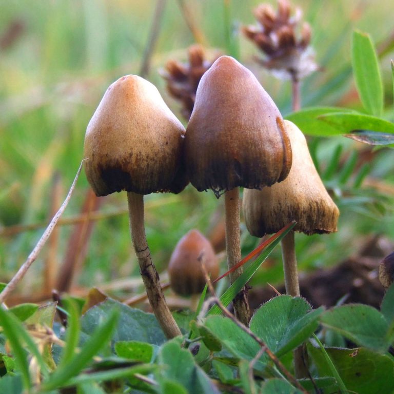 Psychedelics Can Help Mitigate Symptoms Of Racial Trauma For People Of Color, Study Finds